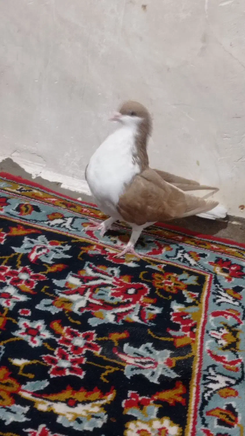 کبوتر رنگی|پرنده|گتوند, |دیوار