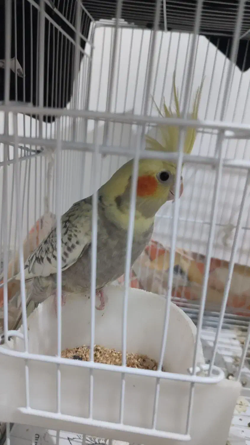 عروس هلندی. جوجه|پرنده|آشخانه, |دیوار