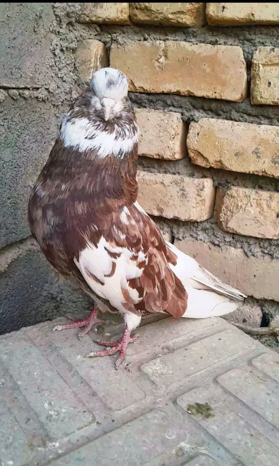 جفت آپاچی نقابی زیبا|پرنده|ماهیدشت, |دیوار