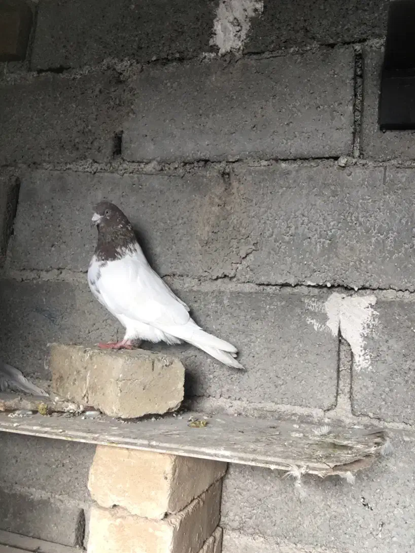 نر کله سرخ مهر|حیوانات|شهریار, فرارت|دیوار