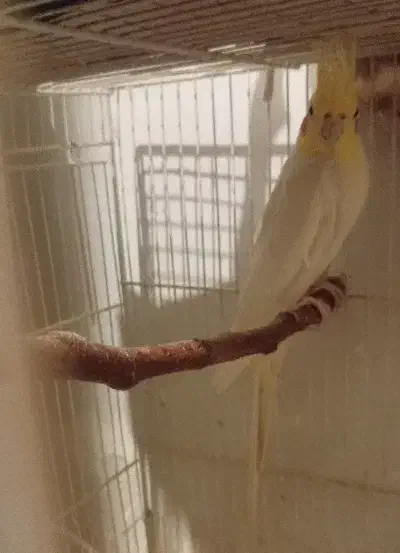 عروس|پرنده|مشهد, قائم|دیوار