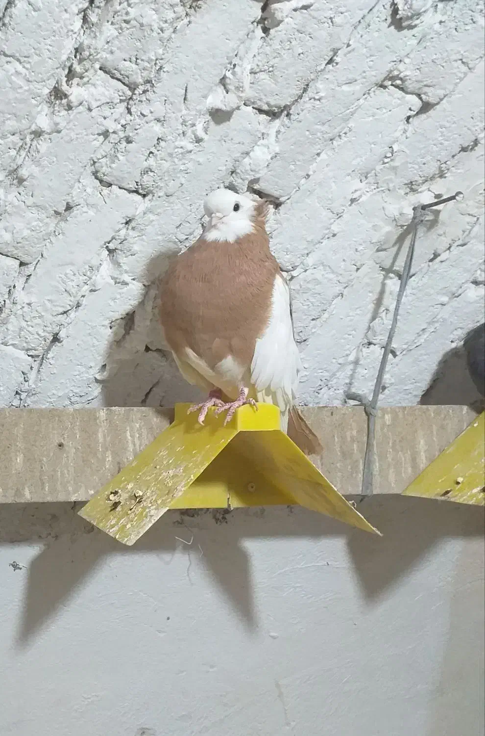 کبوتر زینتی (ناصری)|پرنده|تیران, |دیوار