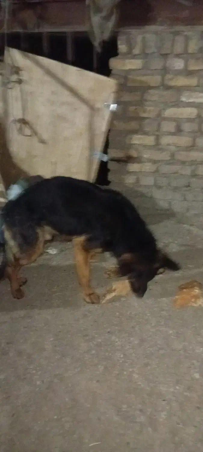 سگ ژرمن|سگ|پردیس, فاز ۶|دیوار