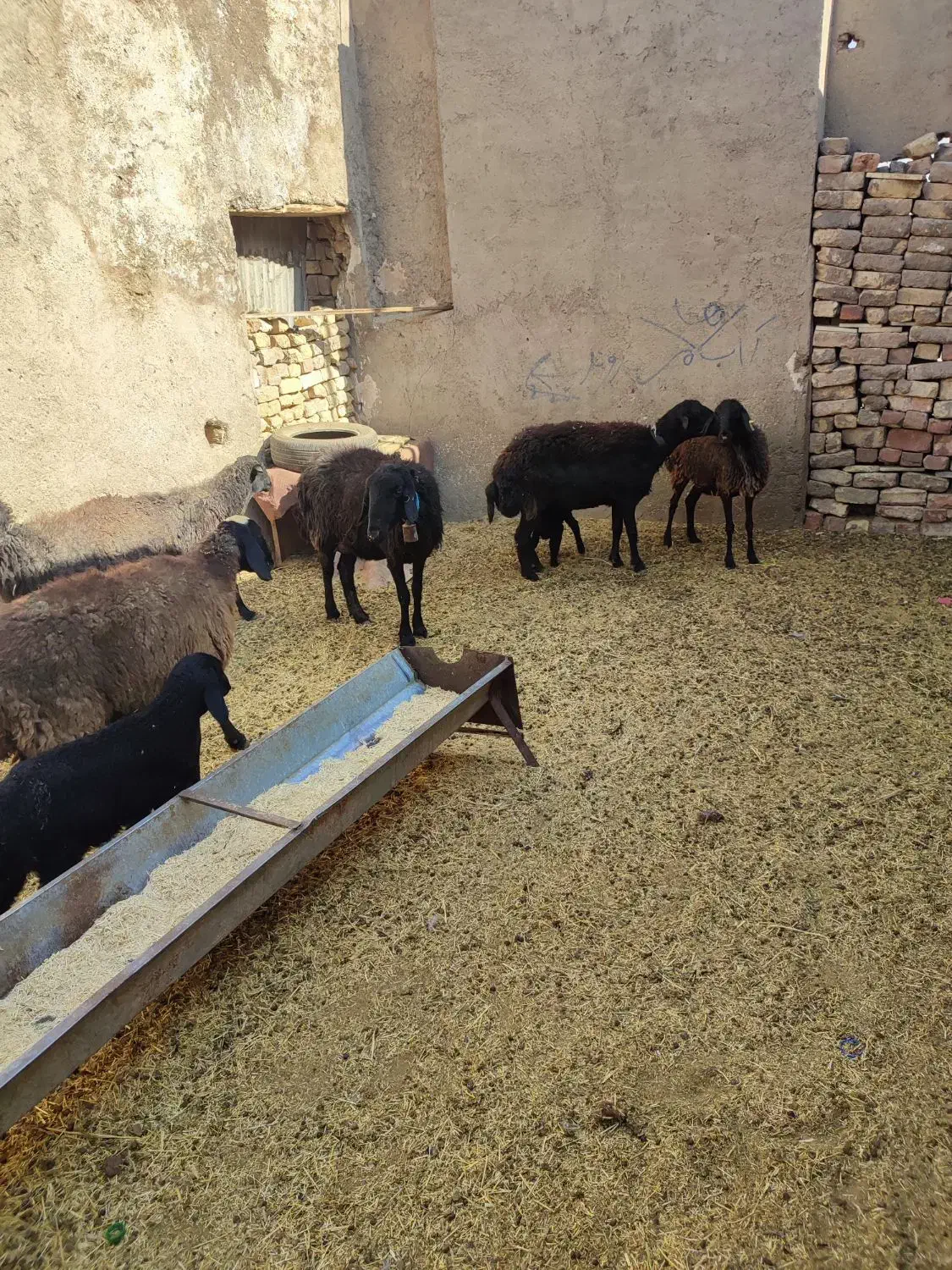 گوسفند میش بره دار چپش قوچ شیشک بز بزغاله دار|حیوانات مزرعه|قم, شهر قائم|دیوار