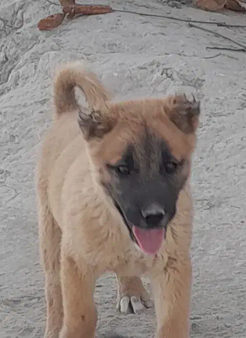 تول سگ واگزاری|سگ|چناران, |دیوار