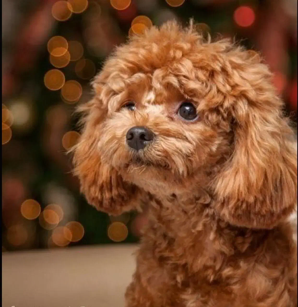 توی پودل وارداتی|سگ|رشت, گلباغ نماز|دیوار