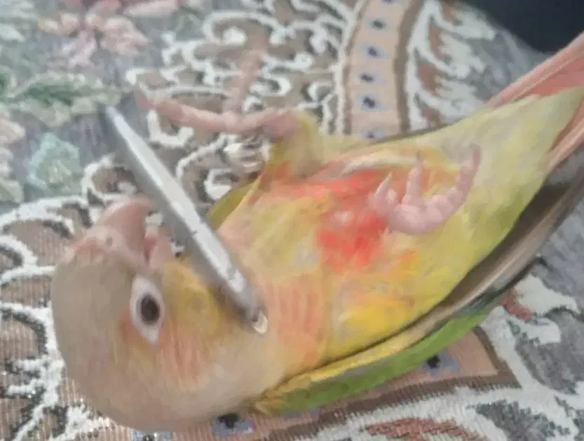 گرینچیک|پرنده|زرند, |دیوار