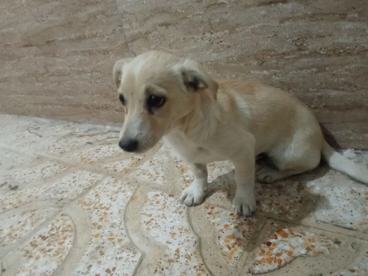 سگ پا کوتاه|سگ|باغستان, |دیوار