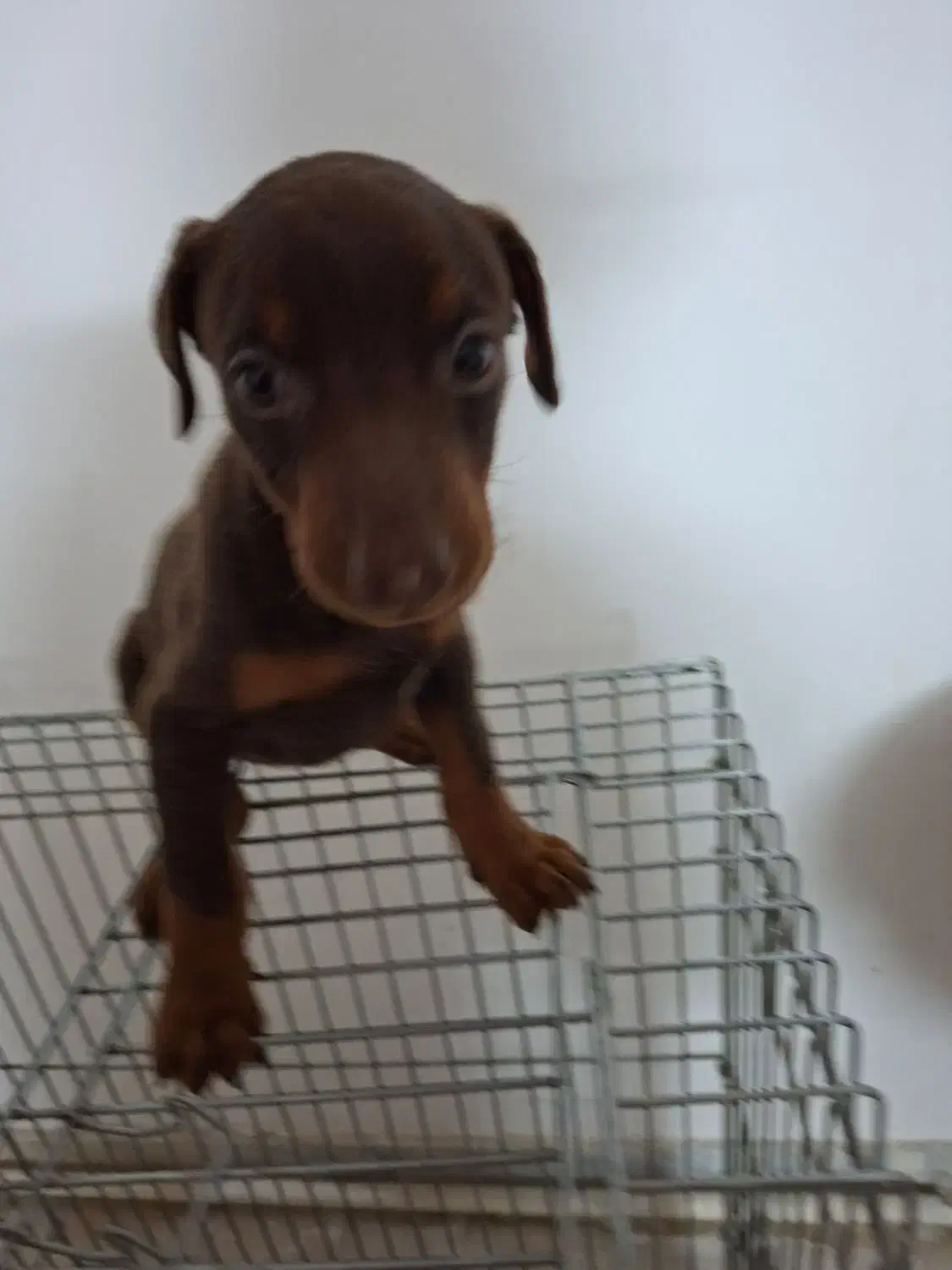 دبرمن|سگ|کاشان, شهرک فرهنگیان|دیوار