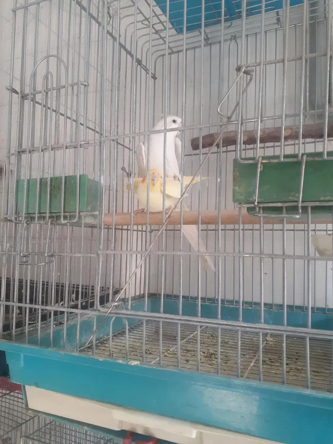 طوطی عروس مولد|پرنده|محمدشهر, عباس آباد|دیوار