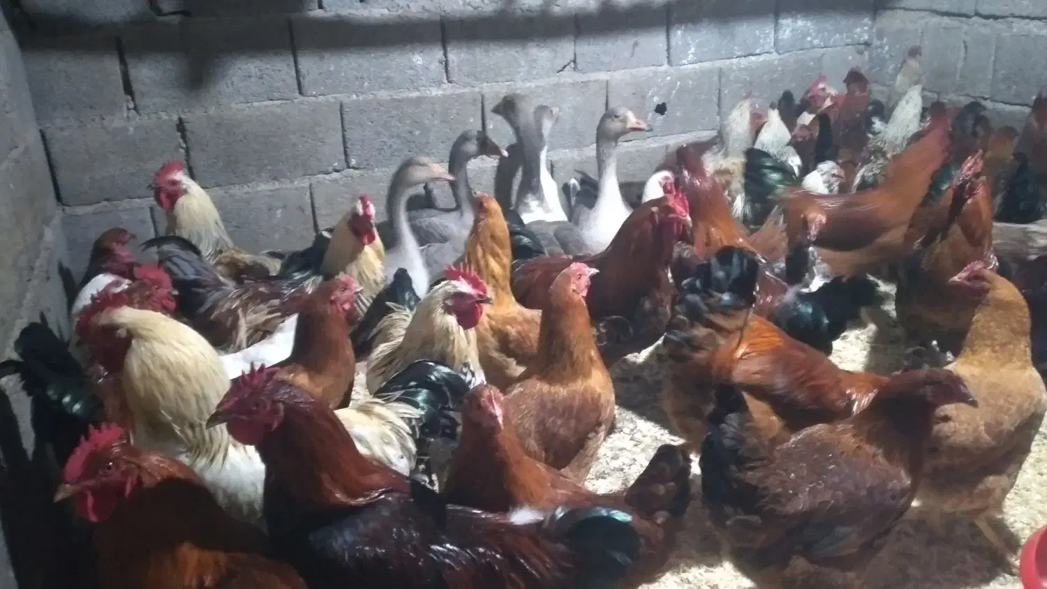 مرغ و خروس محلی|حیوانات مزرعه|دالخانی, |دیوار