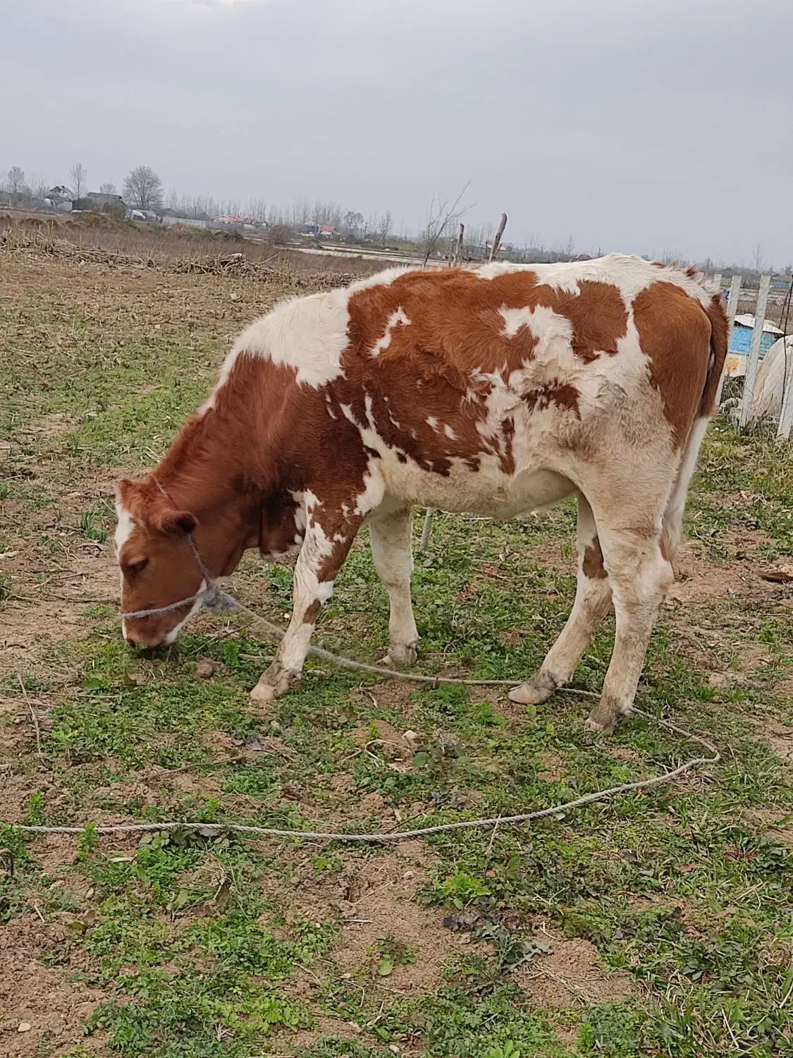 لیشه|حیوانات مزرعه|رشت, پسیخان|دیوار