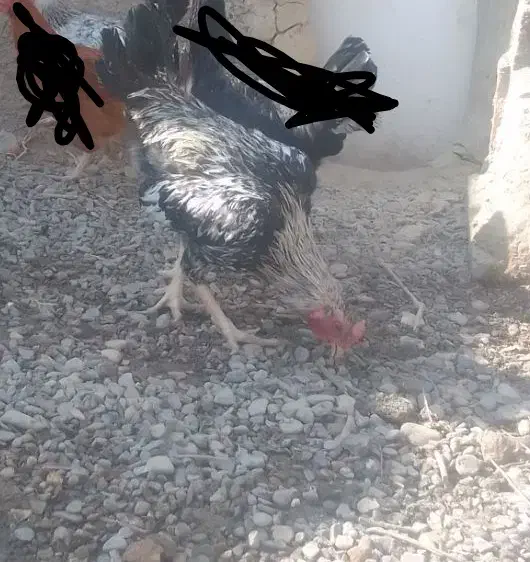 خروس محلی جوان و دورگ ۸۰۰|حیوانات مزرعه|نیمروز, |دیوار