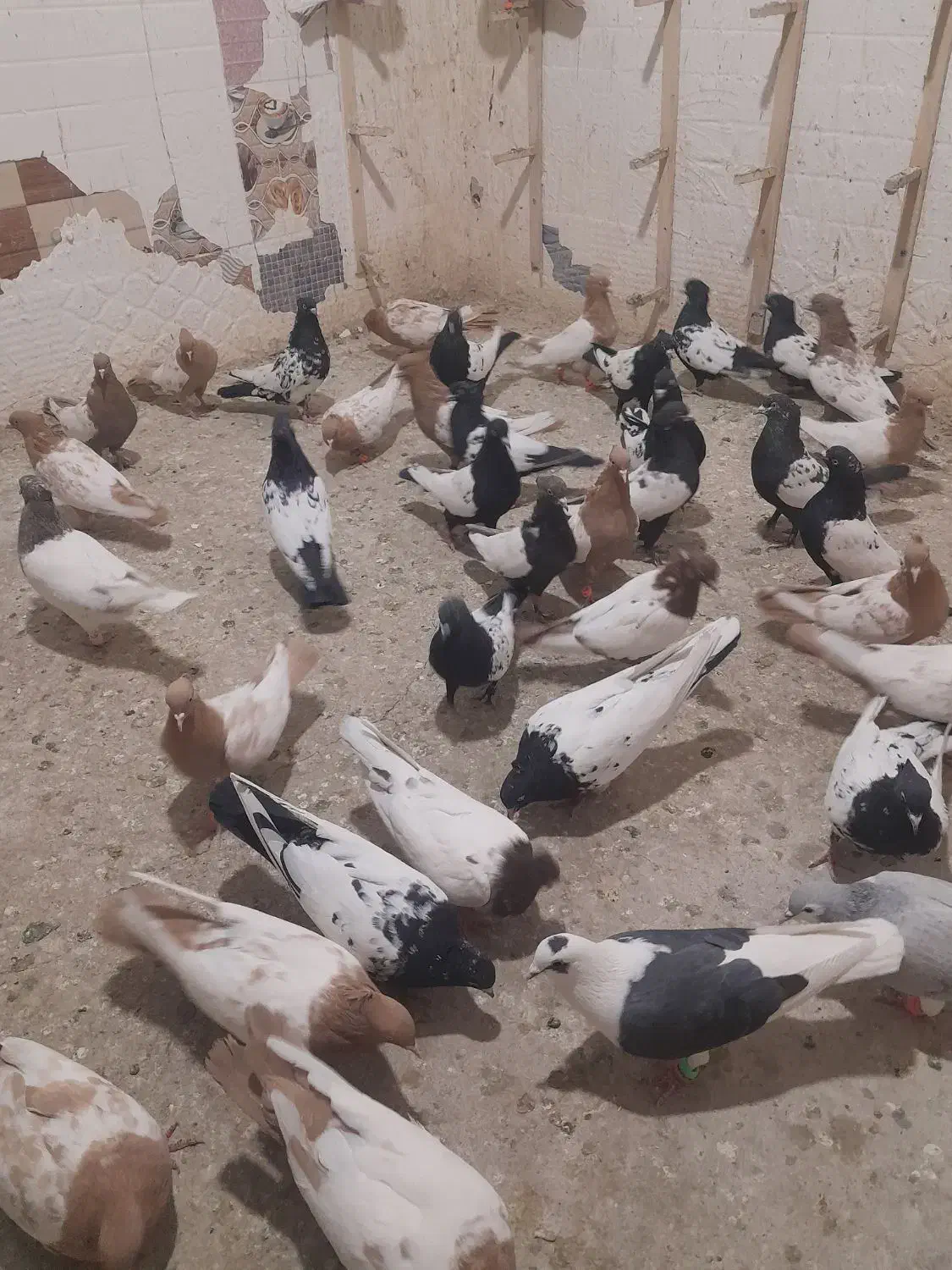 کبوتر سینه سیاه و سینه زرد کاکل شاخدار|پرنده|مه ولات, |دیوار