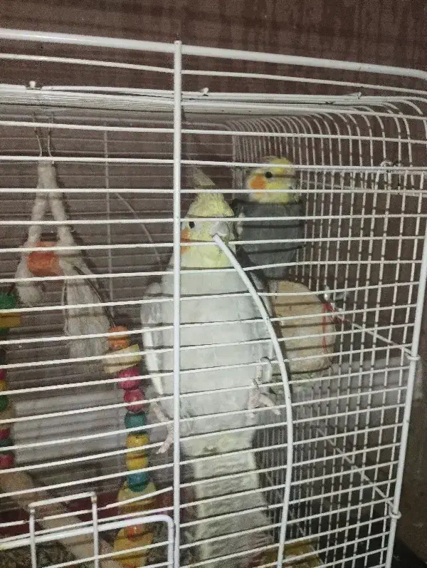 یک جفت عروس هلندی جوجه داده سخنگو همراه قفس|پرنده|شیراز, امام حسین|دیوار