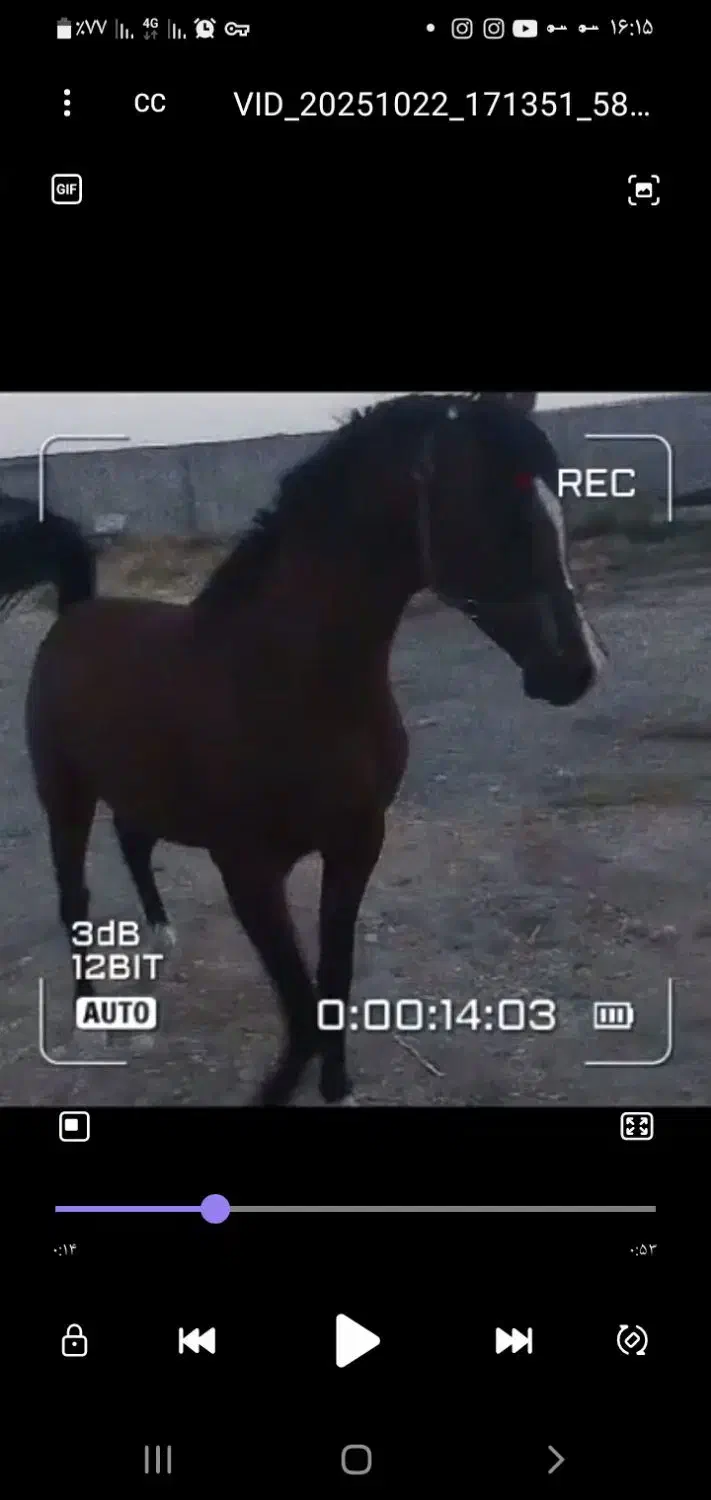 نریان ۳ساله عرب  خالص کره اسکایپ|اسب و تجهیزات اسب‌سواری|اراک, |دیوار