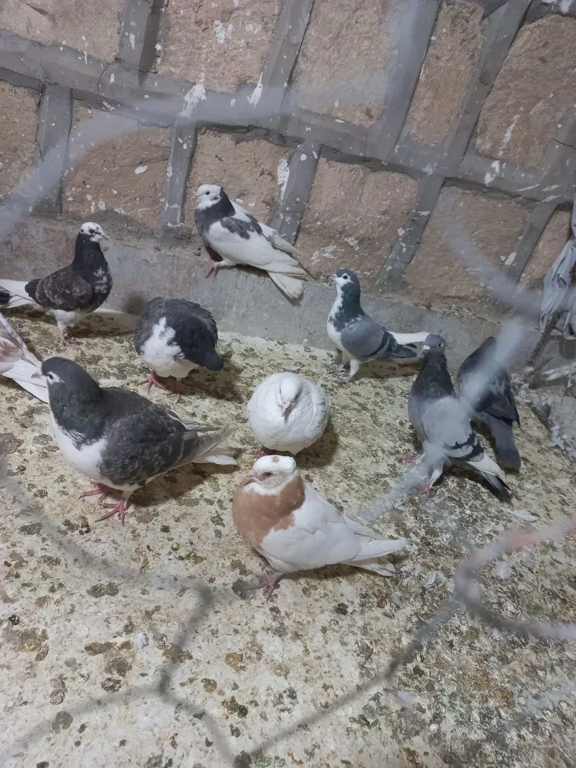 کبوتر ارزون|پرنده|جوین, |دیوار