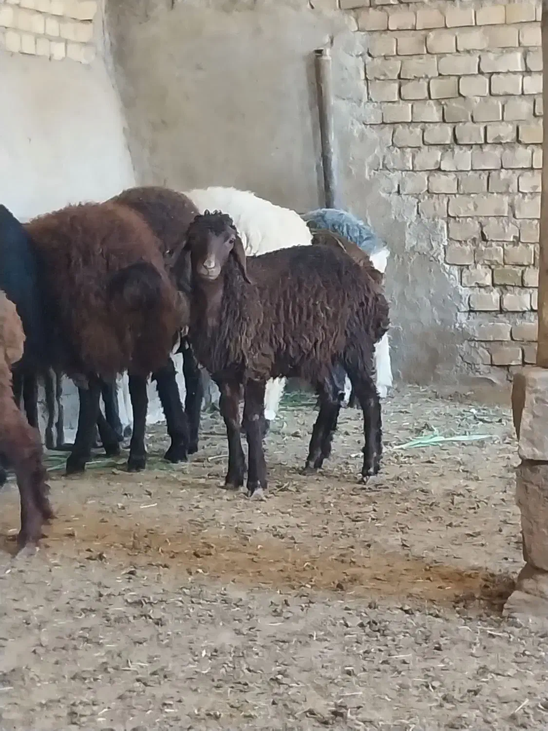 بره نر و ماده|حیوانات مزرعه|قوچان, |دیوار