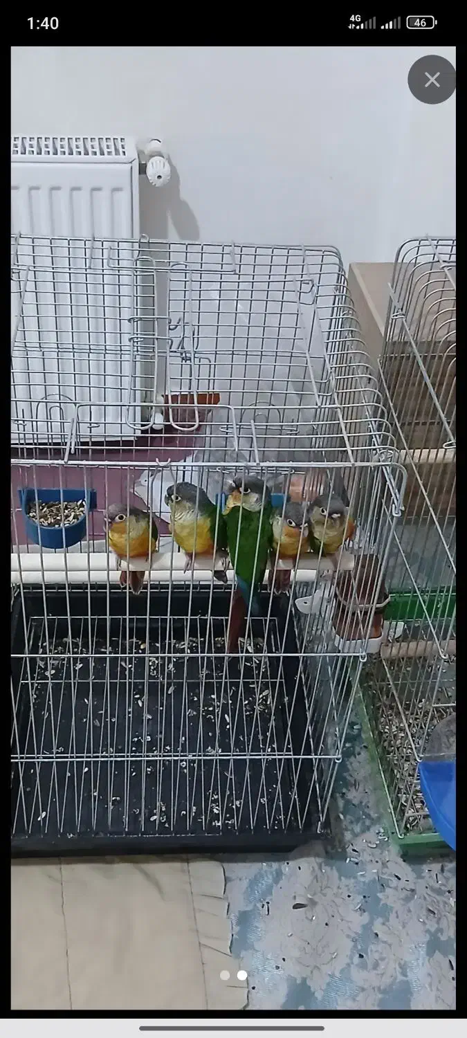 گرینچیک|پرنده|باقرشهر, |دیوار