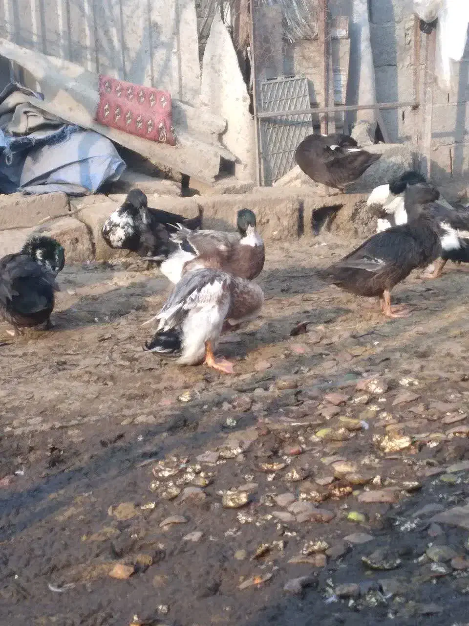 اردک کله سبز محلی|حیوانات مزرعه|قائم‌شهر, |دیوار