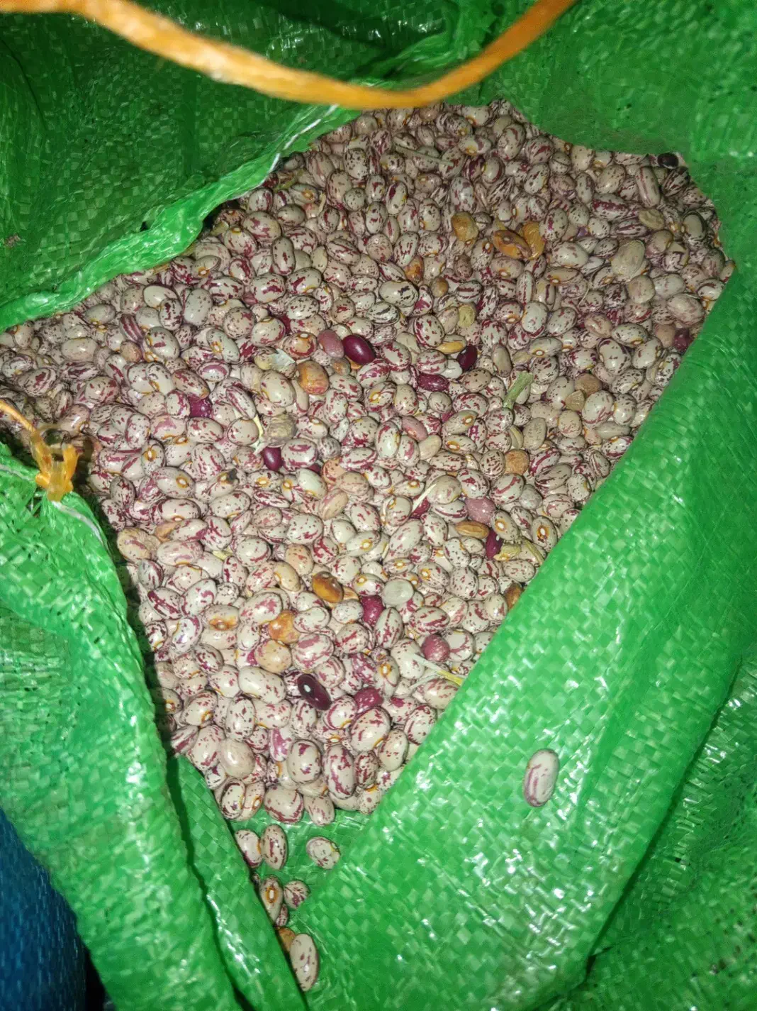 فقط ۳۵۰ تومن|کلکسیون و سرگرمی|اردبیل, |دیوار