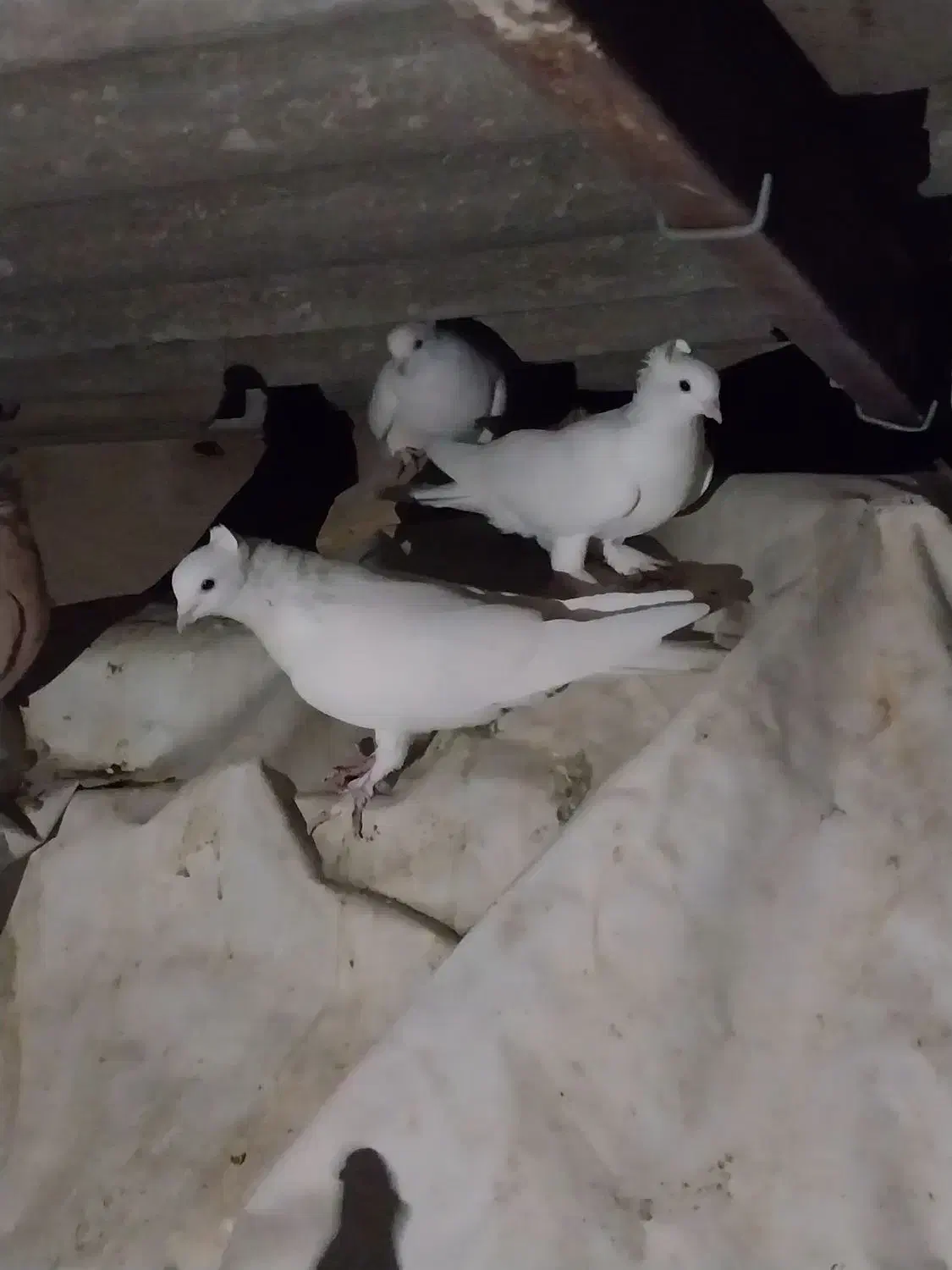 کفتر کاکلی پرپا|پرنده|قم, شهرک سازمان آب|دیوار