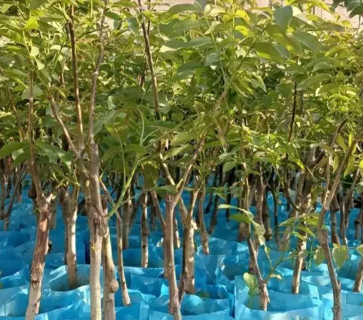 نهال های با کیفیت و اصلاحشده شده|خدمات باغبانی و درختکاری|فارسان, |دیوار