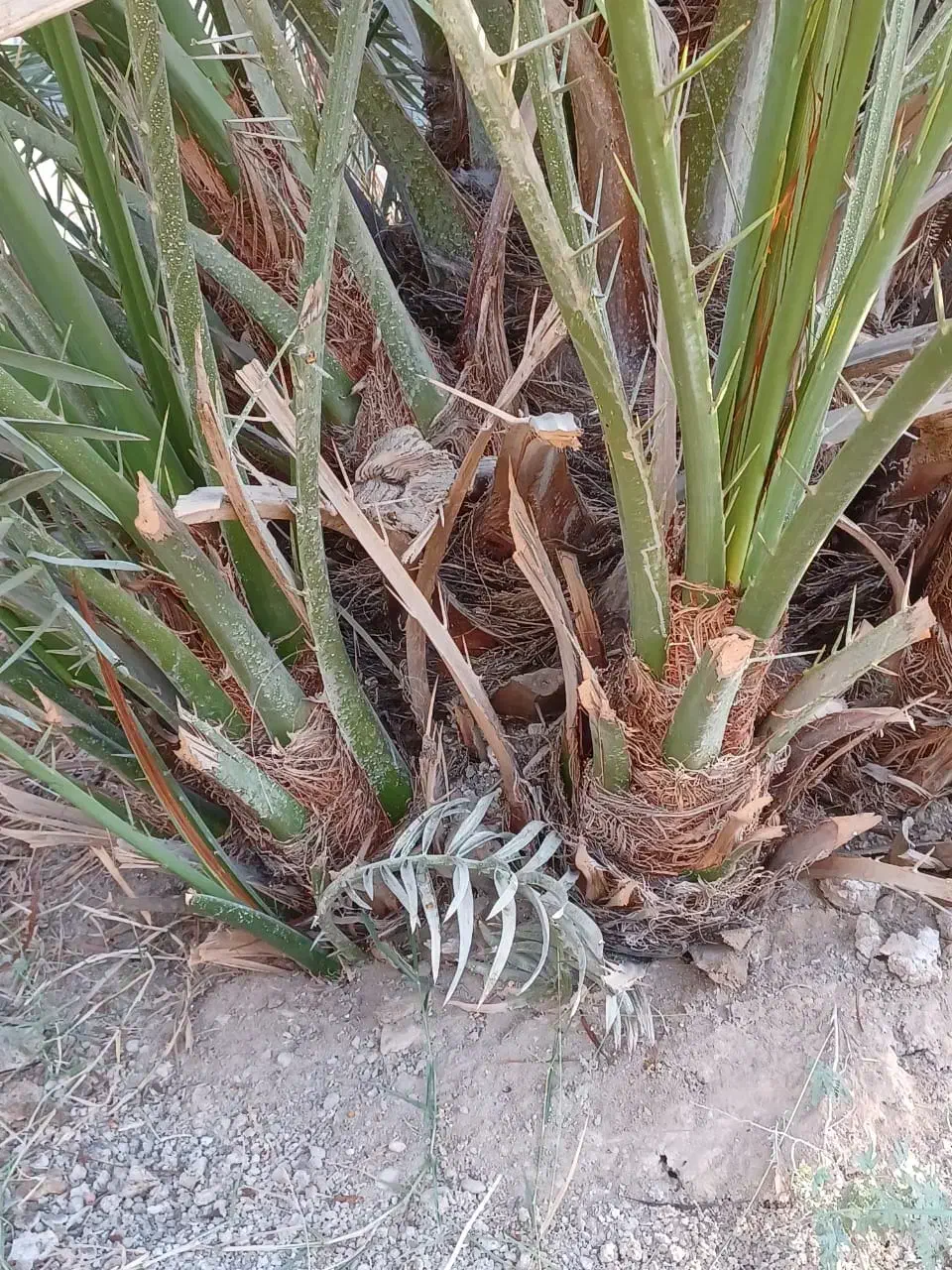 فروش پا جوش نخل برحی آبادان|گل و گیاه طبیعی|رامهرمز, |دیوار