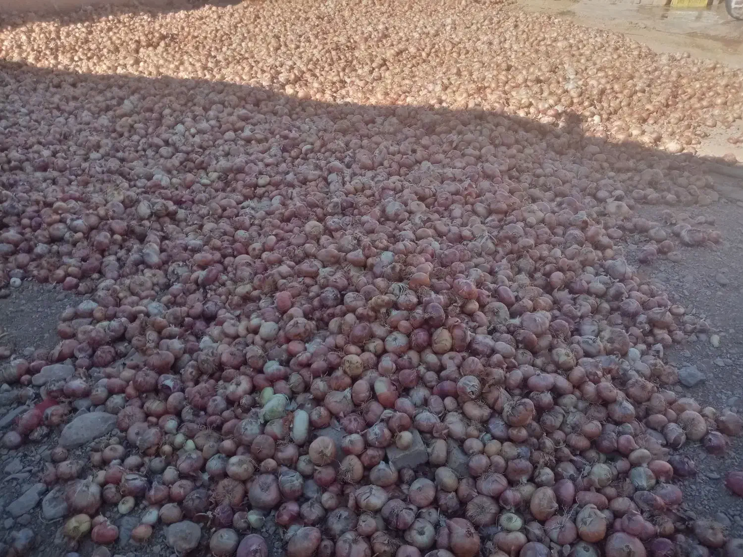 پیاز محلی درجه یک|خوردنی و آشامیدنی|قیدار, |دیوار