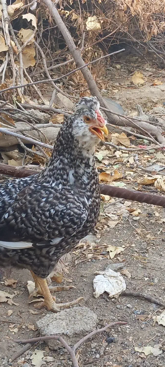 تعدادی مرغ وخروس گلین طوسی کاکلی پنگوئنی|حیوانات مزرعه|چهارباغ, |دیوار