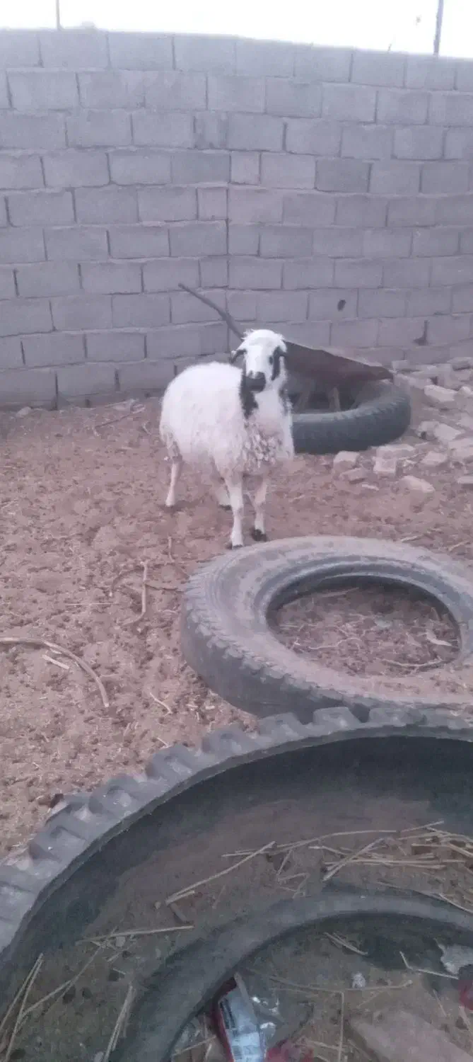 قوچ اول آگهی رو بخون|حیوانات مزرعه|فردوس (خراسان), |دیوار