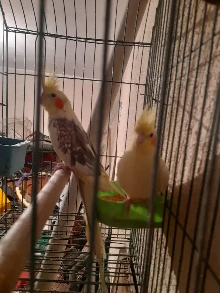 فروش یک جفت عروس هلندی|پرنده|تهران, مشیریه|دیوار