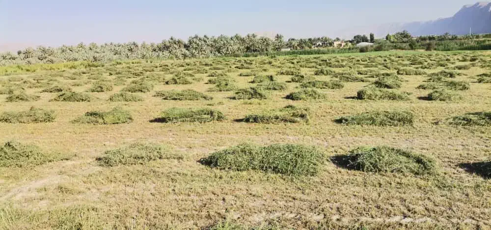 بذررنجرمائوپا ناب وخاص|خدمات باغبانی و درختکاری|تربت‌حیدریه, پائین ولایت|دیوار