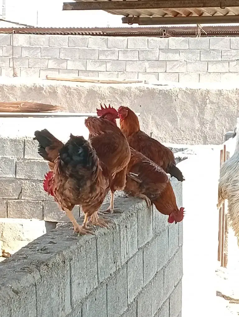 خروس|حیوانات مزرعه|کوهنجان, |دیوار