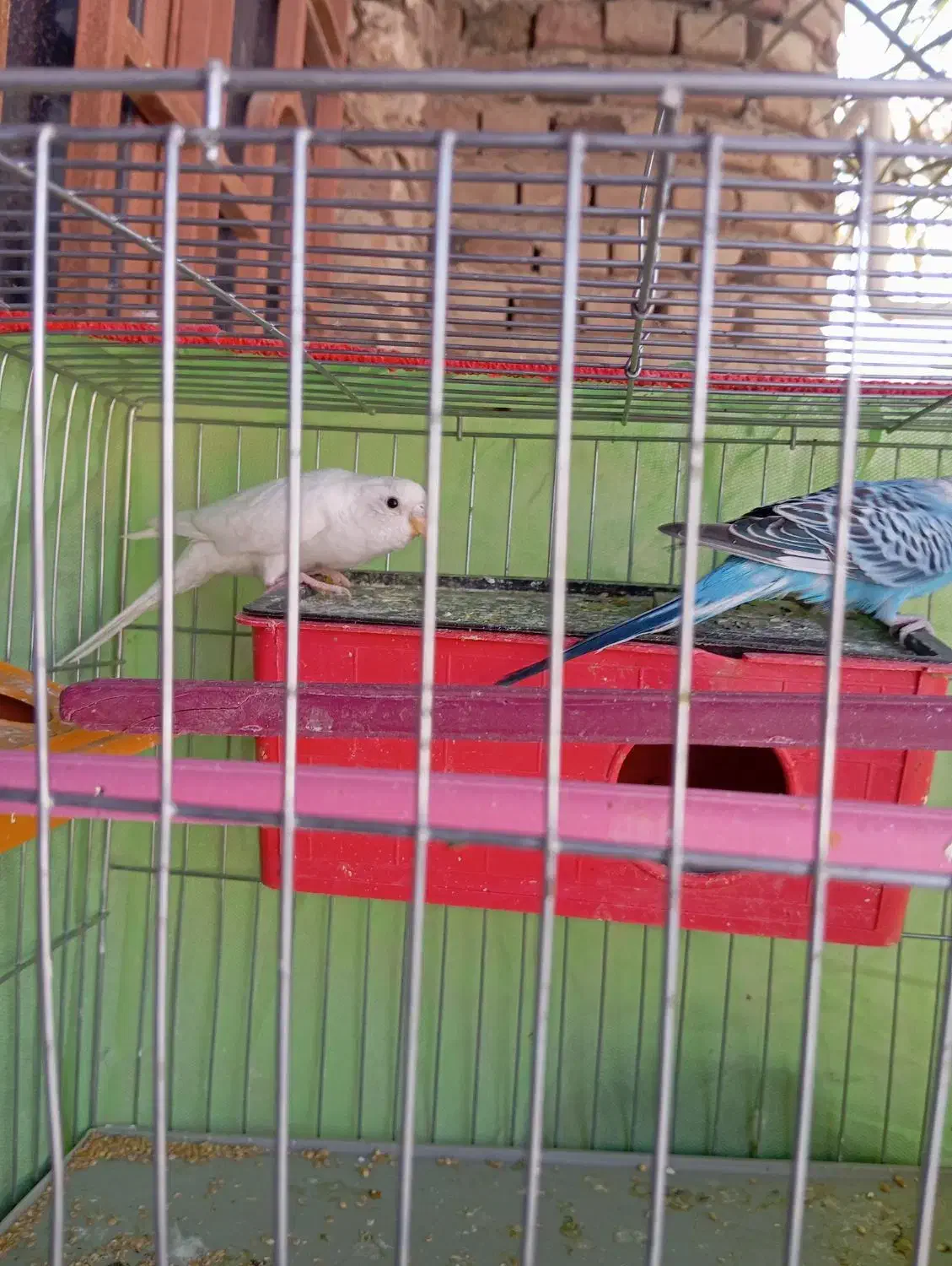 مرغ عشق نزدیک تخم|پرنده|ایرانشهر, |دیوار