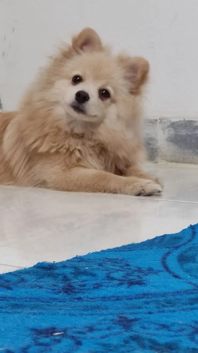 سگ پامرفروشی|سگ|قدس, شهر‌قدس|دیوار