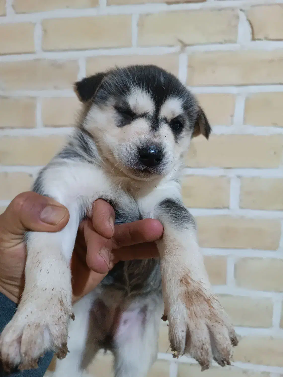 توله هاسکی عالی اماده برای آزمایشدادن|سگ|اردکان, |دیوار