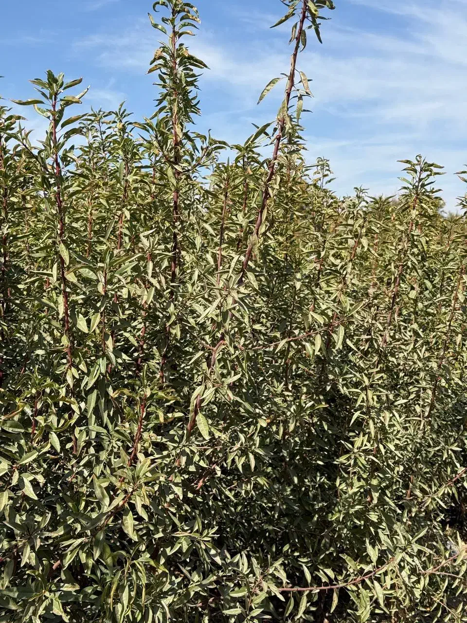 نهال بادام فرانیس باردهی و پر چرب|خدمات باغبانی و درختکاری|رباطکریم, رباطکریم|دیوار