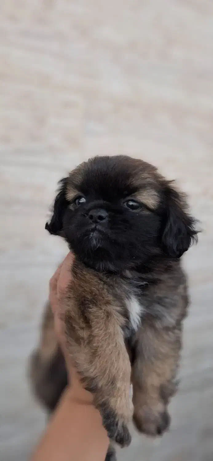 سگ کوچلو چینی|سگ|مسجد سلیمان, |دیوار