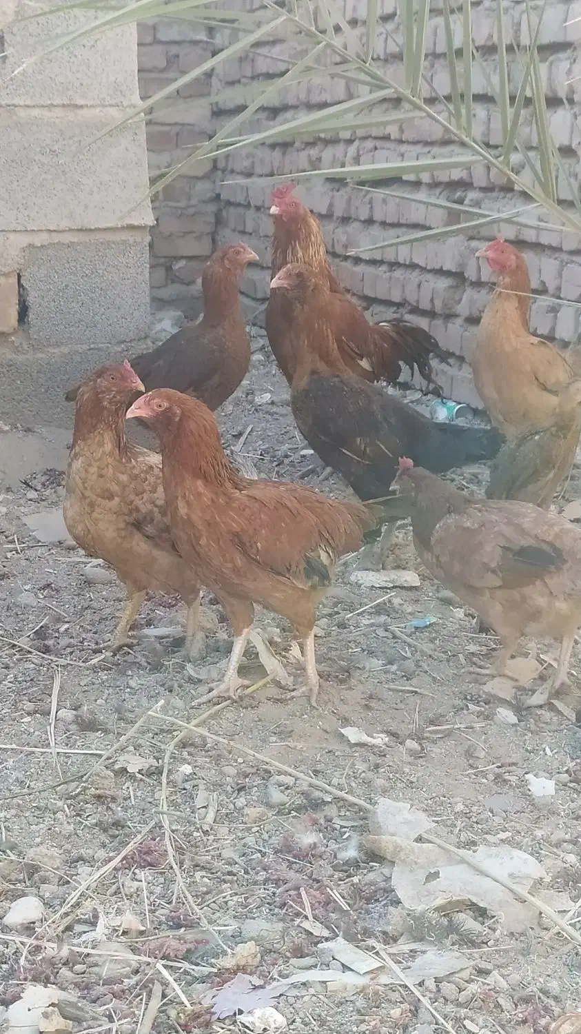 مرغ وخروس  معاوضه با عروس و کوتوله مرغ عشق|حیوانات مزرعه|خاش, |دیوار