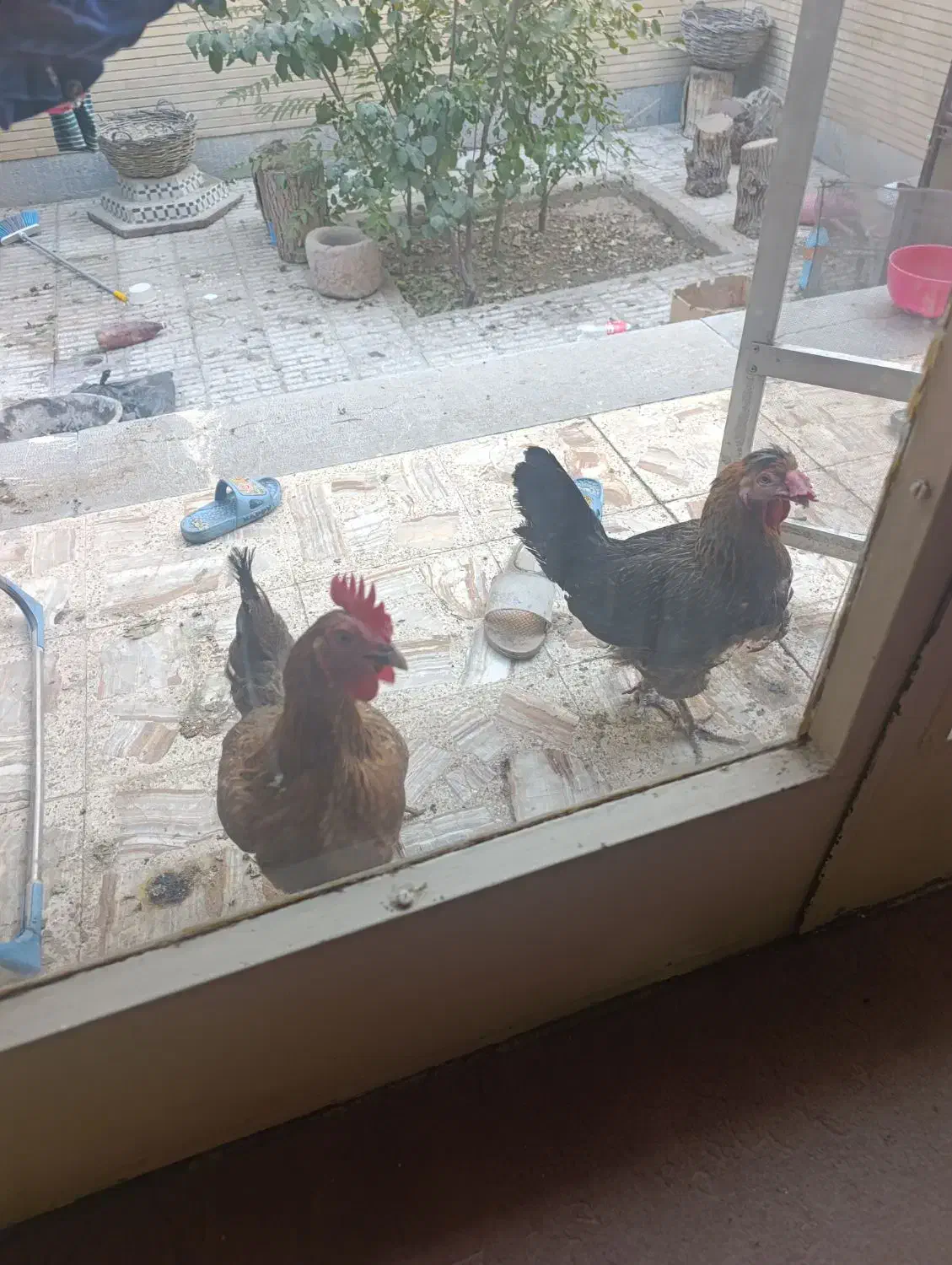 مرغ بومی تخم گزار|حیوانات مزرعه|اصفهان, گلزار|دیوار