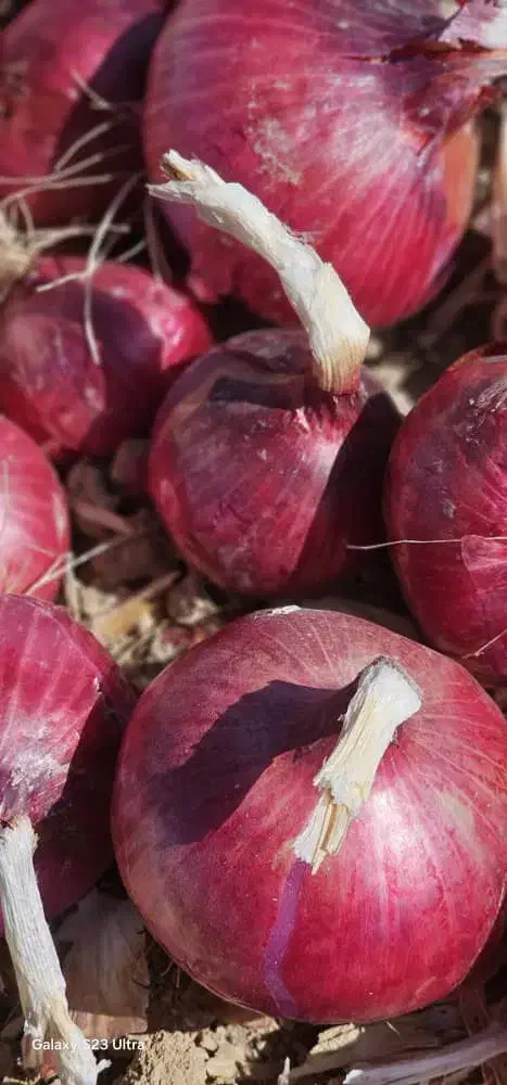 بذر پیاز قرمز درجه یک|گل و گیاه طبیعی|داران, |دیوار