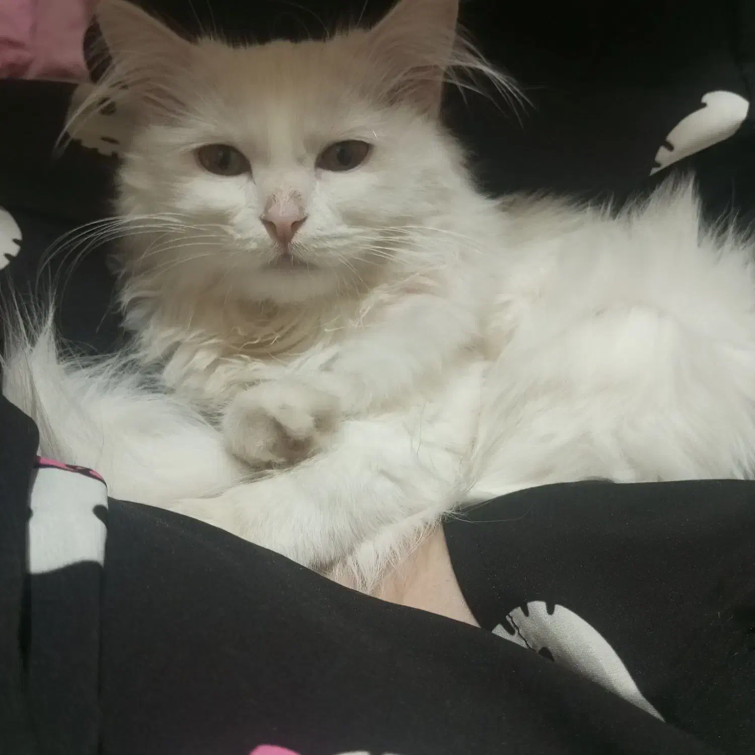 گربه پرشین کلاسیک|گربه|تبریز, |دیوار