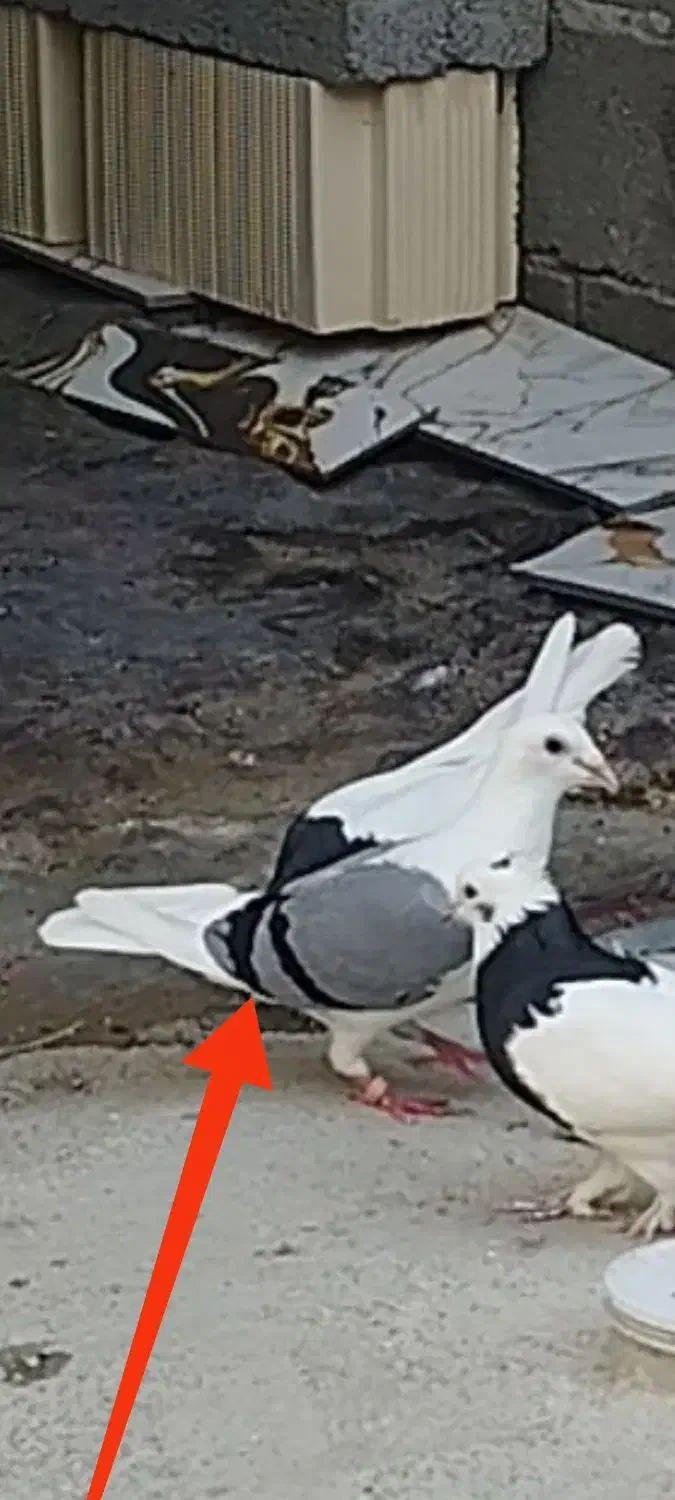 کبوتر ماده دوکت|پرنده|چابهار, |دیوار