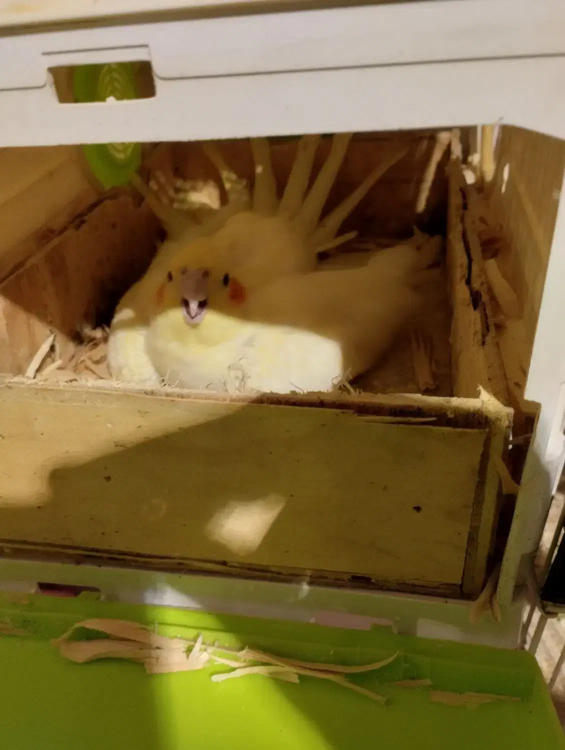 یه جفت لوتینو همراه قفس لونه وپنج تخم|پرنده|اندیشه, اندیشه فاز ۱|دیوار