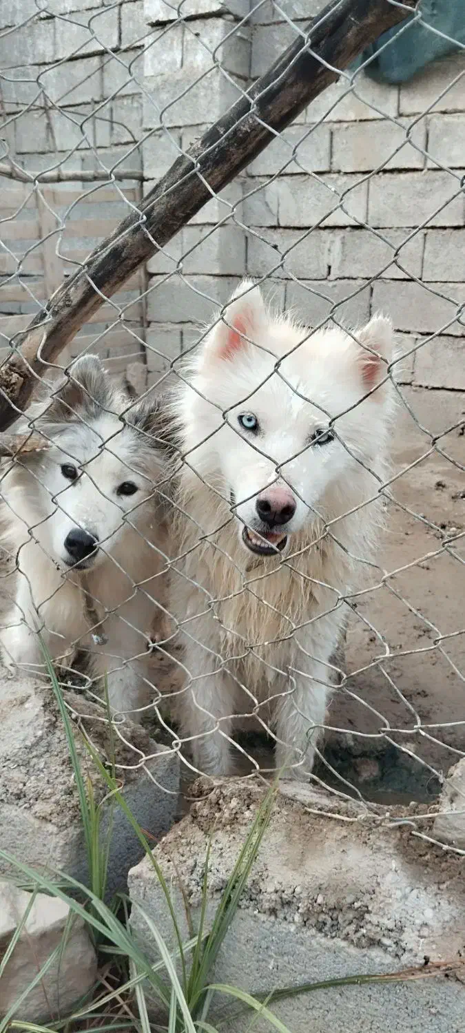 سگ هاسکی|سگ|شوشتر, |دیوار