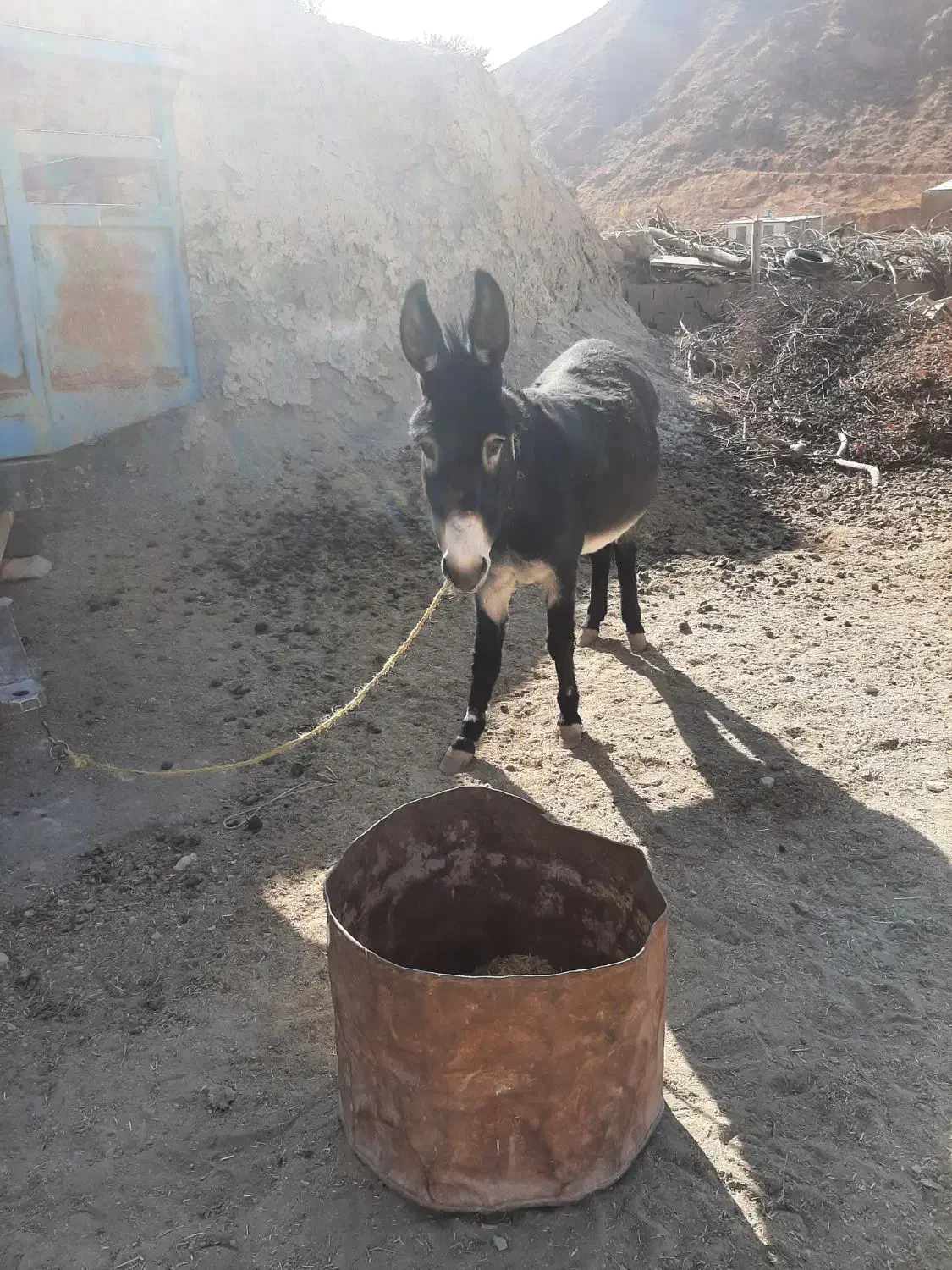 الاغ سرحالوگوسفندی|حیوانات مزرعه|اسفراین, |دیوار