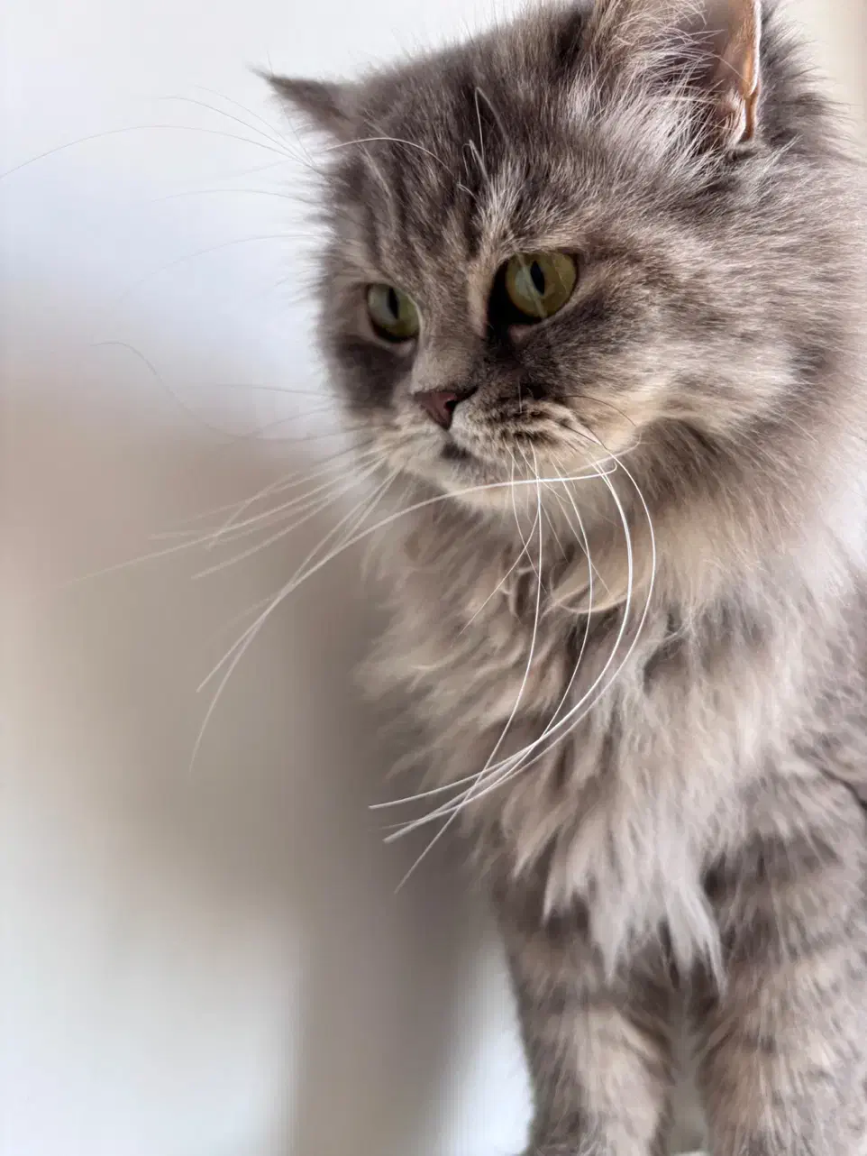 گربه اصیل|گربه|ایلام, |دیوار