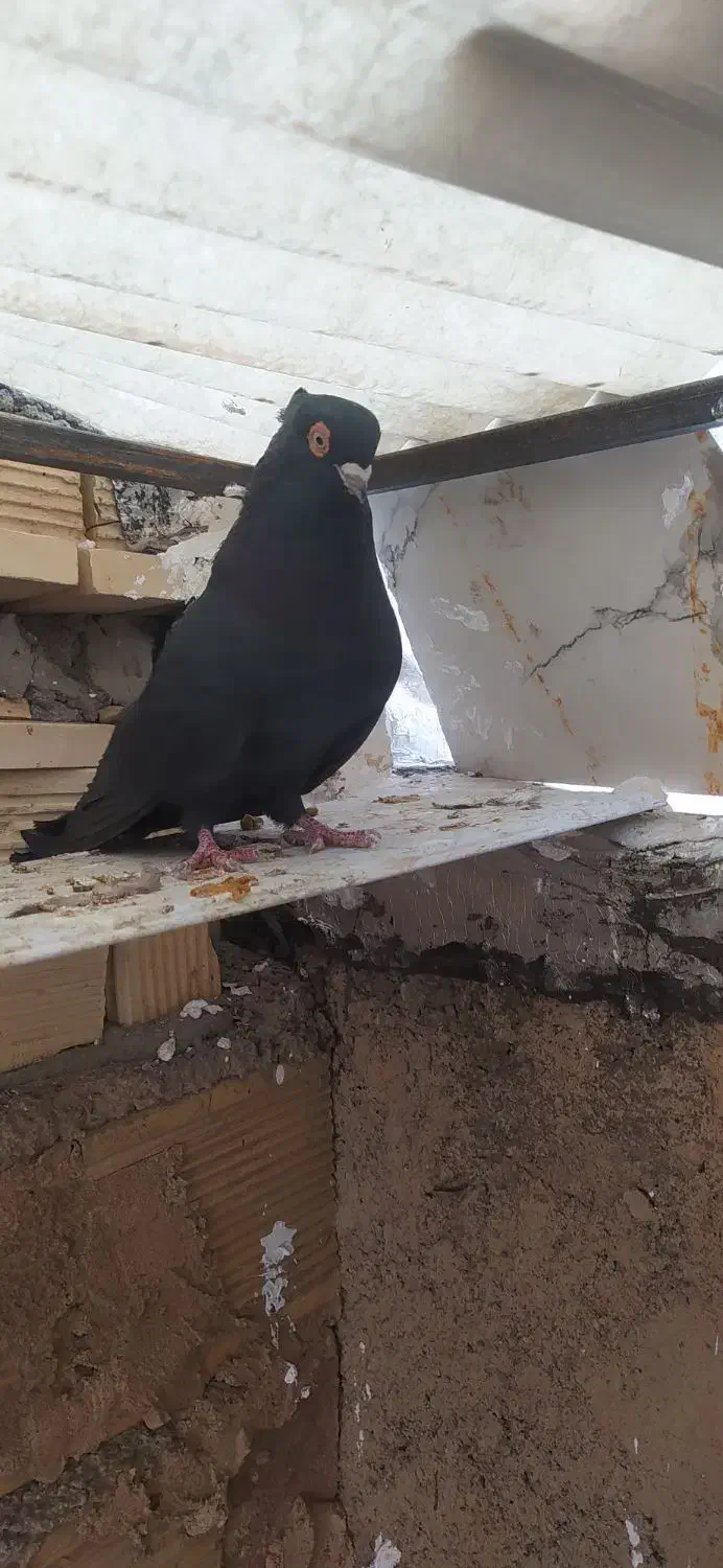 کبوتر|پرنده|شهرضا, |دیوار