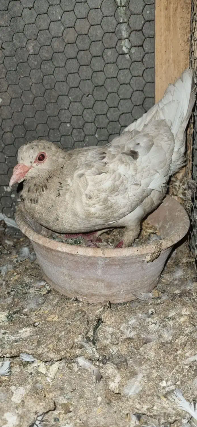 کبوتر|پرنده|کاشان, خلیج فارس|دیوار